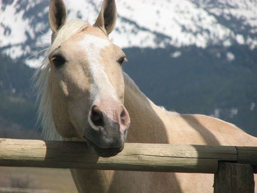 Teton Ranch